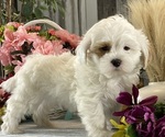 Small #2 ShihPoo