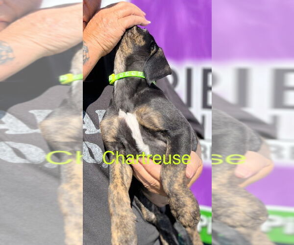 Medium Photo #2 Mutt Puppy For Sale in Mooresville, NC, USA
