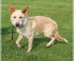 Small #3 Golden Retriever Mix