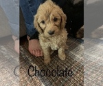 Small Photo #8 Aussiedoodle Puppy For Sale in WOODLEAF, NC, USA