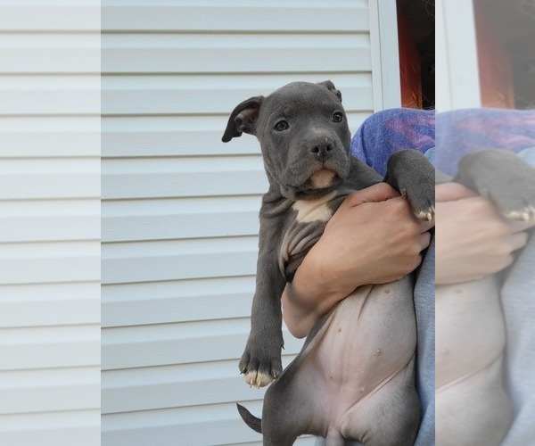 Medium Photo #2 American Pit Bull Terrier Puppy For Sale in CHAMBERSBURG, PA, USA