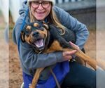 Small #4 Rottweiler Mix