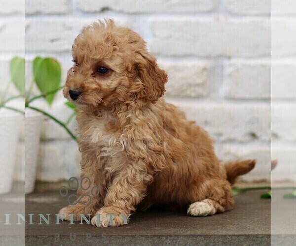 Medium Photo #4 Goldendoodle (Miniature) Puppy For Sale in NARVON, PA, USA