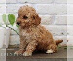 Small #3 Goldendoodle (Miniature)