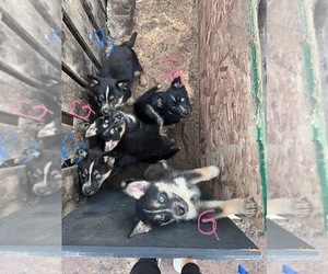 Alaskan Malamute-Australian Cattle Dog Mix Puppy for sale in BLAINE, WA, USA
