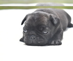 Small #2 Pug