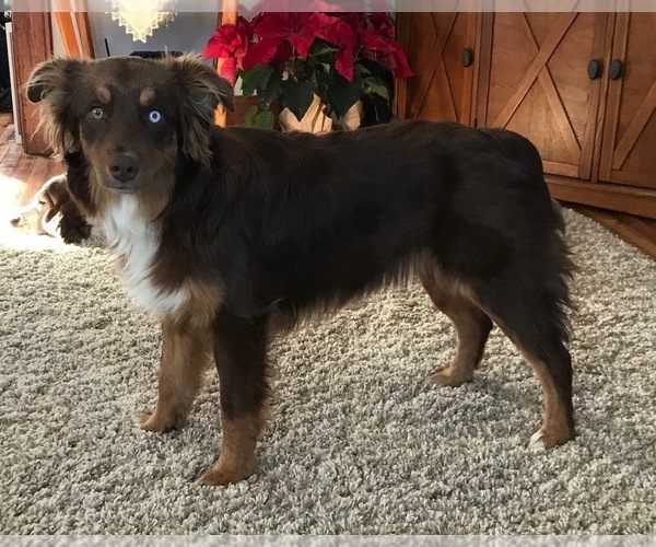 Medium Photo #1 Australian Shepherd Puppy For Sale in LEBANON, IN, USA