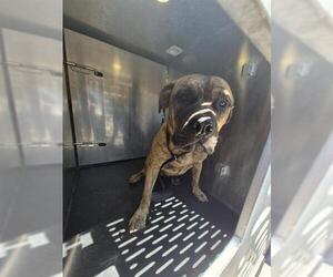 American Staffordshire Terrier-Unknown Mix Dogs for adoption in San Antonio, TX, USA