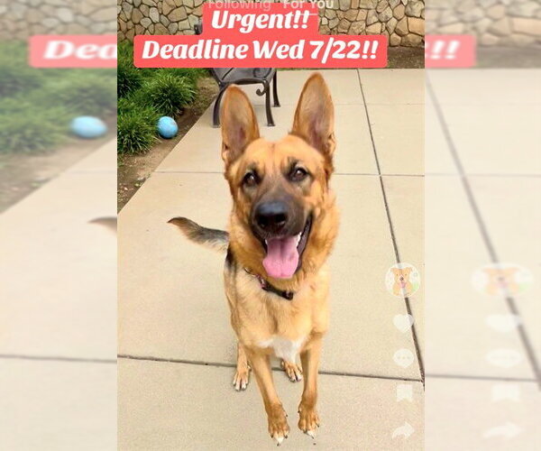 Medium Photo #2 German Shepherd Dog Puppy For Sale in Sacramento, CA, USA