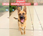 Small Photo #2 German Shepherd Dog Puppy For Sale in Sacramento, CA, USA