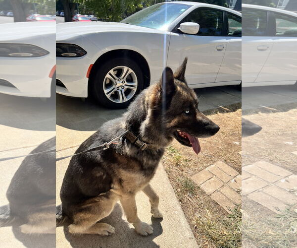 Medium Photo #2 German Shepherd Dog-Unknown Mix Puppy For Sale in Woodland, CA, USA