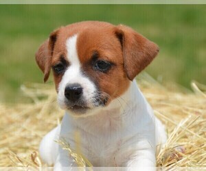Jack Russell Terrier Puppy for sale in ORRVILLE, OH, USA