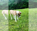 Small #2 Labrador Retriever Mix