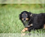 Peanut Butter - Male Miniature Australian Shepherd Puppy for Sale - Photo #4