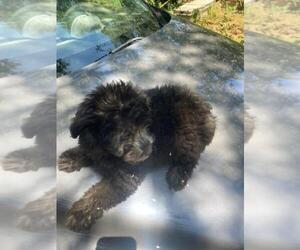 F2 Aussiedoodle Puppy for sale in BROOKSVILLE, FL, USA