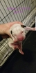 Small Photo #2 Bull Terrier Puppy For Sale in JACKSON, MI, USA