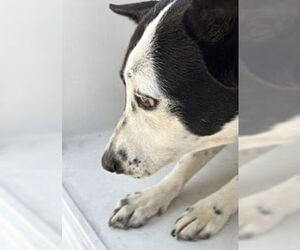 Mutt Dogs for adoption in Houston, TX, USA