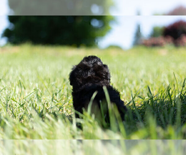 Medium Photo #9 Morkie Puppy For Sale in WARSAW, IN, USA
