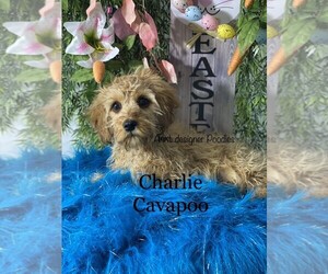 Cavapoo Puppy for sale in RANGER, GA, USA