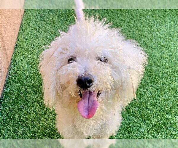Medium Photo #1 Poodle (Toy)-Unknown Mix Puppy For Sale in Moreno Valley, CA, USA