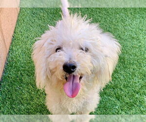 Poodle (Toy)-Unknown Mix Dogs for adoption in Moreno Valley, CA, USA