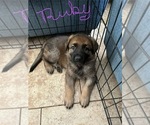 Small #3 German Shepherd Dog