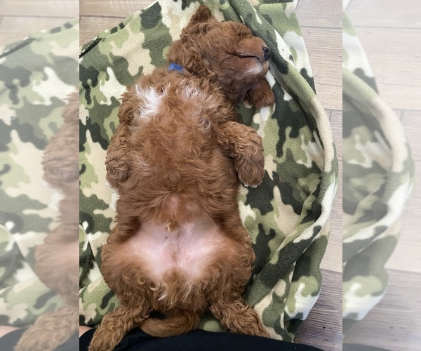 Medium Photo #5 Goldendoodle (Miniature) Puppy For Sale in APTOS, CA, USA