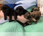 Small #6 Shih Apso