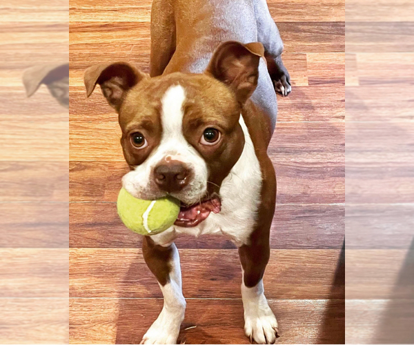 Medium Photo #1 Boston Terrier Puppy For Sale in GARFIELD, AR, USA