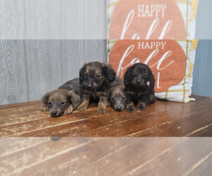 Dachshund Puppy for sale in GOSHEN, AL, USA