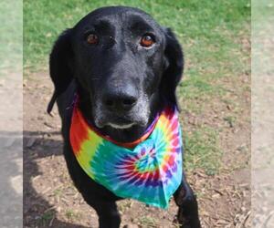 Basset Hound Dogs for adoption in San Antonio, TX, USA