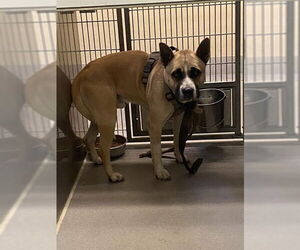 Akita Dogs for adoption in Modesto, CA, USA