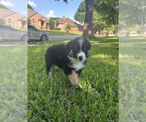 Miniature Australian Shepherd Puppy for sale in NORTH RICHLAND HILLS, TX, USA