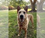 Small #1 Mutt
