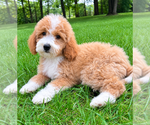 Small #2 Goldendoodle (Miniature)