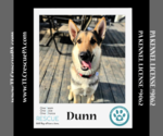 Small Photo #7 German Shepherd Dog-Huskies  Mix Puppy For Sale in Kimberton, PA, USA
