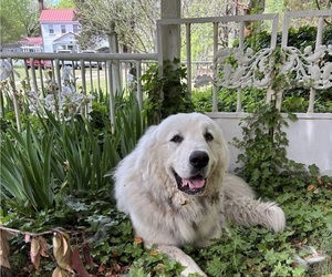 Father of the Great Pyrenees puppies born on 04/13/2026