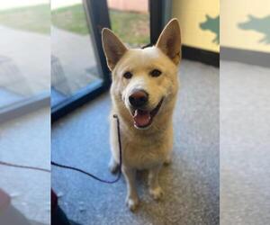 Eurasier-Huskies Mix Dogs for adoption in Front Royal, VA, USA