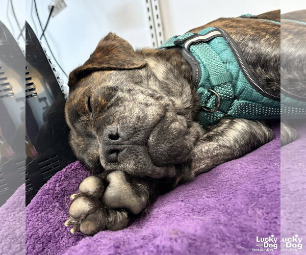 Medium Photo #4 Basset Hound-Unknown Mix Puppy For Sale in Washington, DC, USA