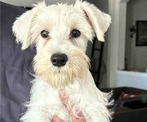 Schnauzer (Miniature) Puppy for sale in NEW BRAUNFELS, TX, USA