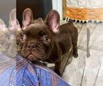 Small Photo #3 French Bulldog Puppy For Sale in GREENVILLE, TX, USA