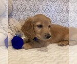 Small Photo #3 Dachshund Puppy For Sale in BUCHANAN, GA, USA