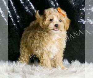 Maltipoo Puppy for sale in WARSAW, IN, USA