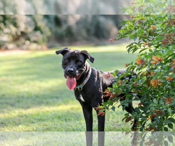 Medium Photo #2 Mutt Puppy For Sale in  Gainesville, FL, USA