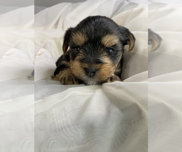 Medium Photo #1 Yorkshire Terrier Puppy For Sale in ROCK HILL, SC, USA
