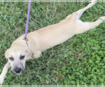 Small #9 German Shepherd Dog Mix