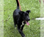 Small #1 Mutt