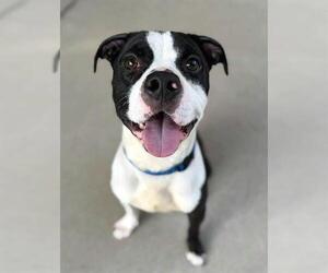 FENDII IRVINS - Male Staffordshire Bull Terrier-Unknown Mix Dog for Adoption - Photo #3