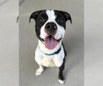 Small Photo #3 Staffordshire Bull Terrier-Unknown Mix Puppy For Sale in Sacramento, CA, USA