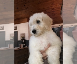 Goldendoodle Puppy for sale in DOE RUN, MO, USA